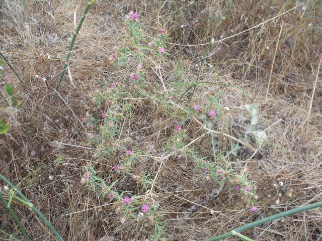 Centaurea calcitrapa/Fiordaliso stellato